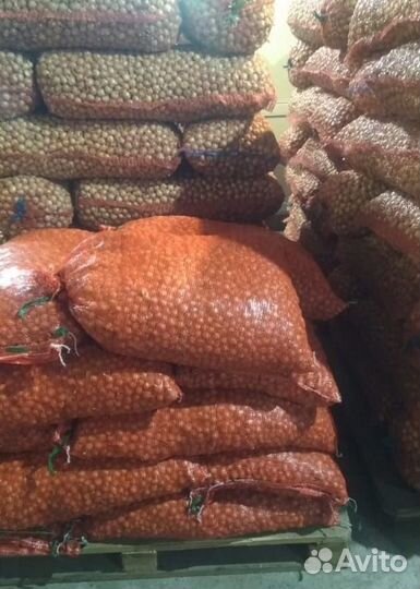 Лук Севок Оптом первая, вторая фракц Штутгартер