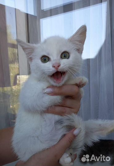 Белый котенок в добрые руки девочка