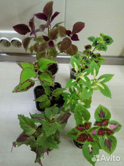 Колеусы (листай фото) для дома и дачи