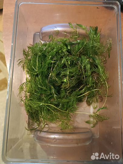 Роголистник