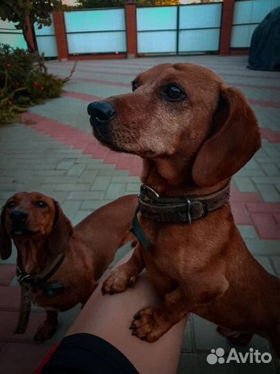 Такса щенок