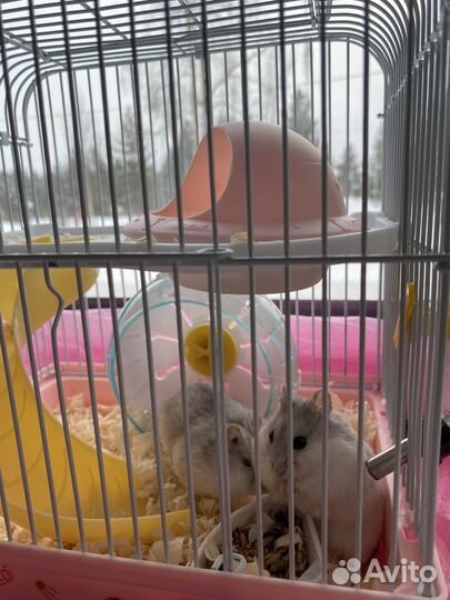 Хомяки джунгарики с клеткой