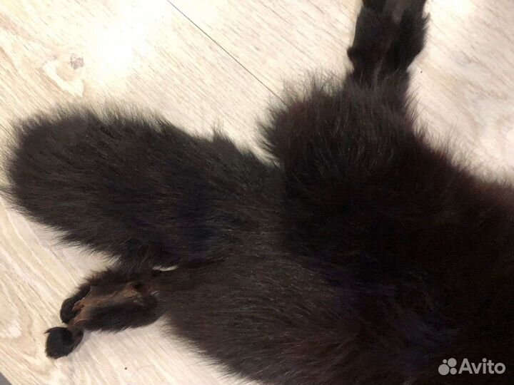 Шкура песца