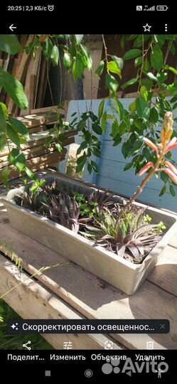 Алоэ осистое