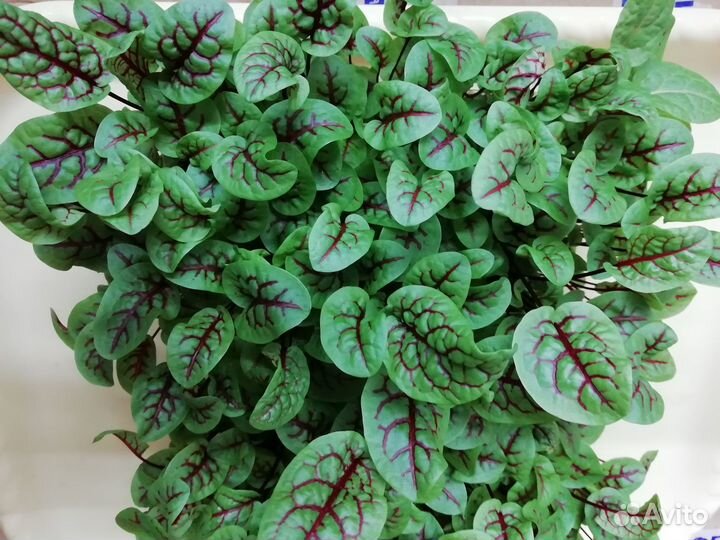 Микрозелень, проростки маш, голозёрный овёс