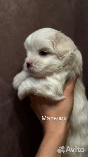 Щенки мальтезе мини