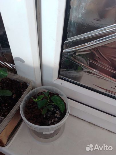 Мандариновое дерево