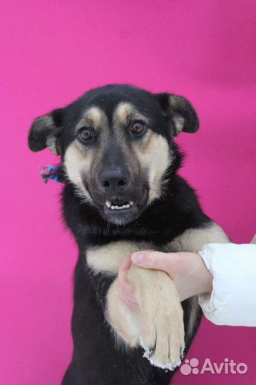 Добрая собака Рут из приюта в дар