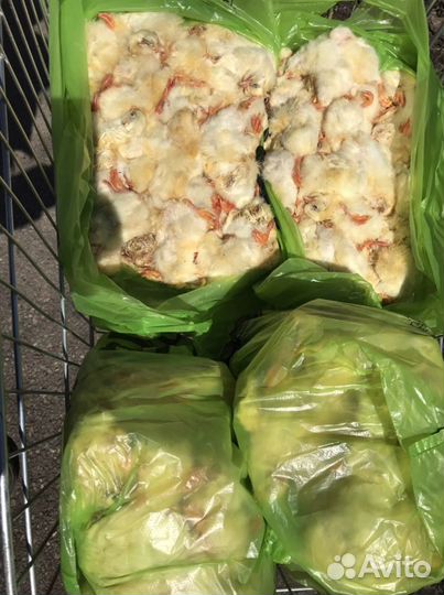 Цыплята кормовые, корм животным, суточные цыплята