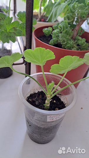 Пеларгония, колеусы, глоксиния, мурайя