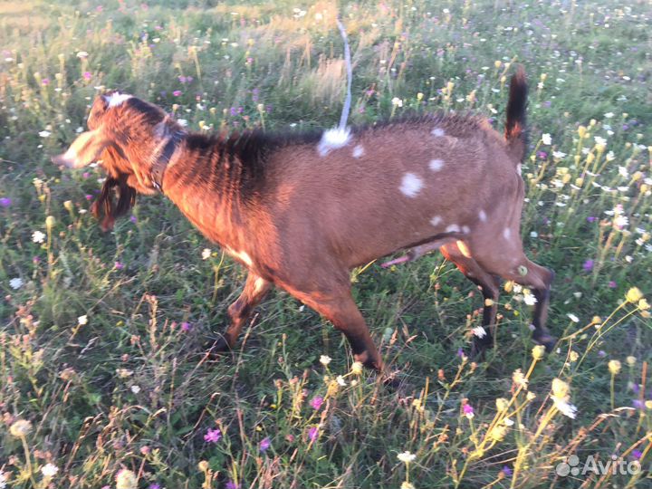 Нубийский козел