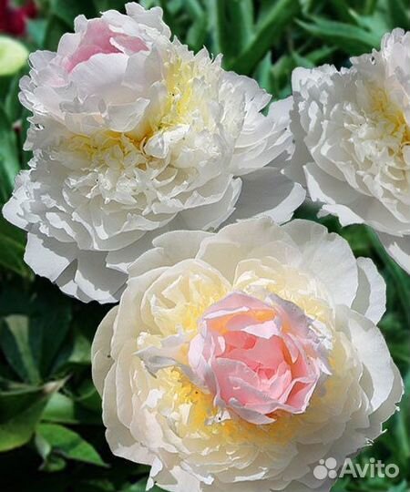 Пионы сортовые зимостойкие