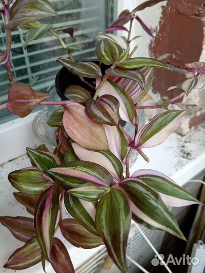 Традесканция, эпипремнумы, филодендрон