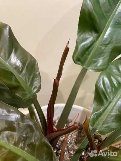 Филодендрон imperial red (империал ред)