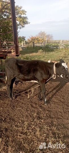 Бычок и телочка