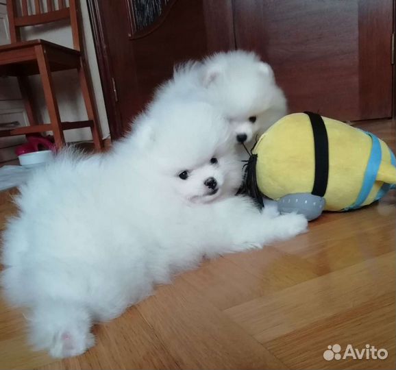 Померанский шпиц белый для вязки