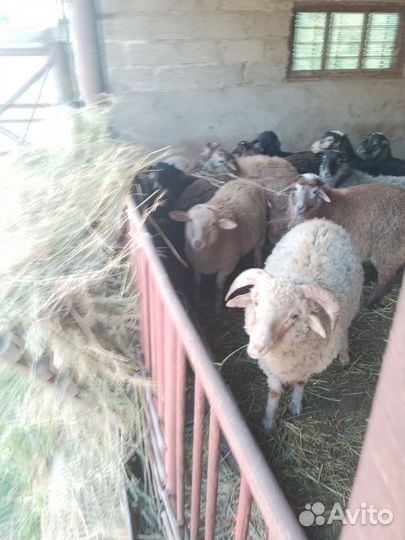 Овцы бараны ягнята