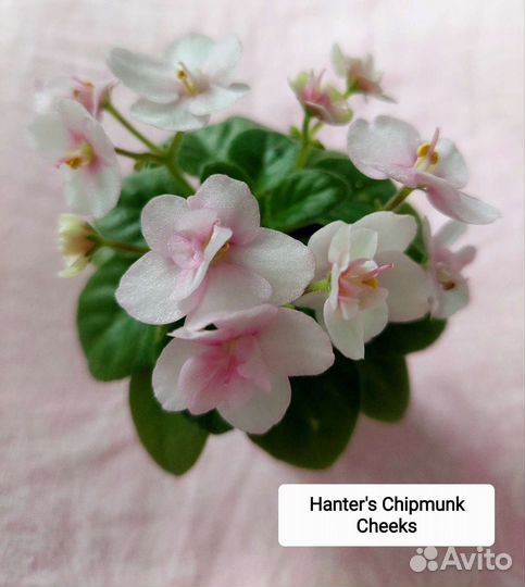 Фиалки сортовые