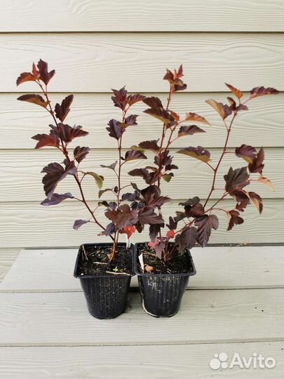 Пузыреплодник Дьяболо