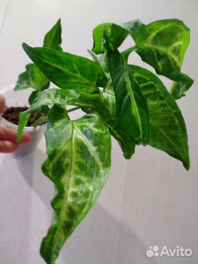 Сингониумы #2