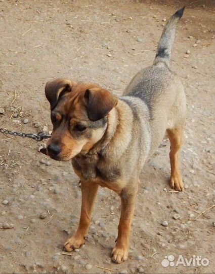 Ищу хозяев небольшому песику - Рэксик