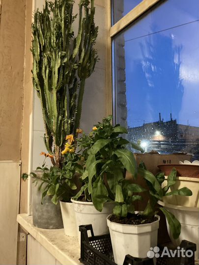 Молочай трехгранный