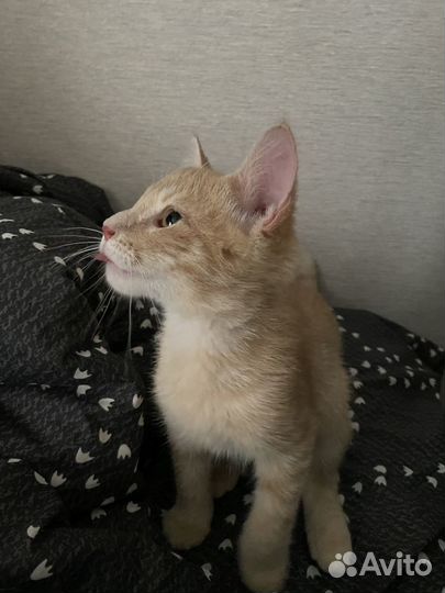 Котик в добрые руки бесплатно