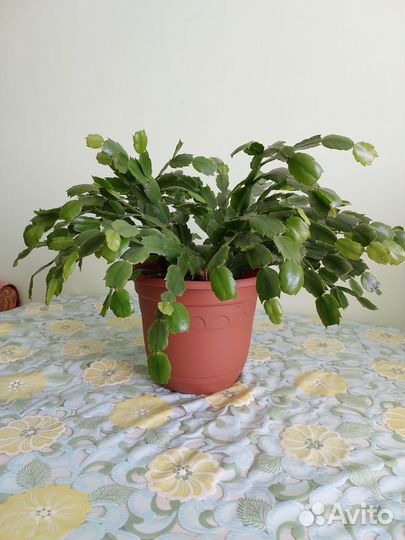 Комнатные растения: Шлюмбергера, Мирт