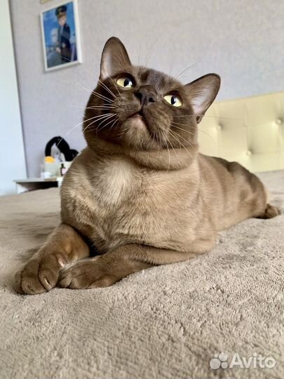 Бурманская вязка