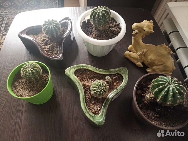 Кактусы и суккуленты