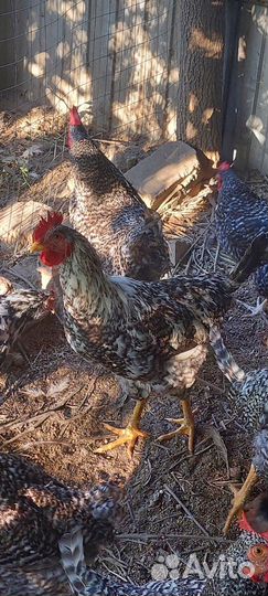 Молодые петухи