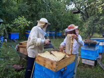 Пчелопитомник продает пчелопакеты