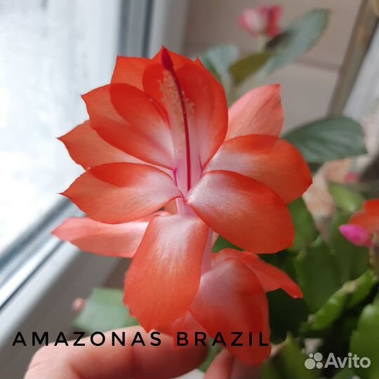 Декабрист (шлюмбергера) разные цвета