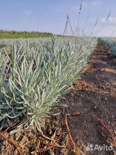 Лаванда Розмарин Тимьян