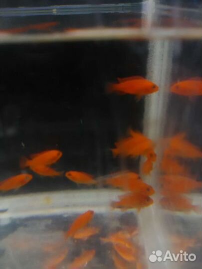 Аквариумные рыбки