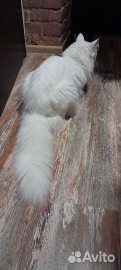 Норвежская лесная кошка