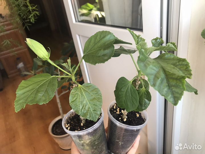 Сортовой гибискус Togetherness, черенок