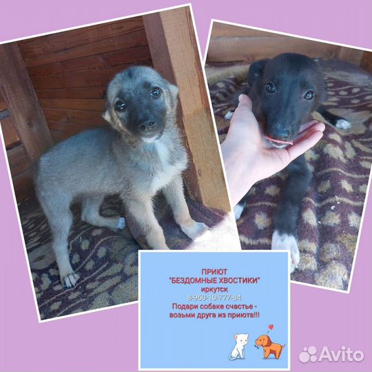 Собаки щенки