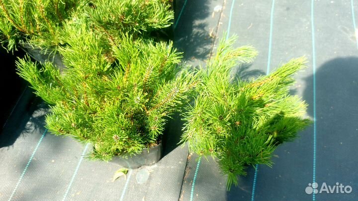 Сосна горная пумилио