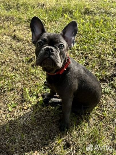 Французский бульдог щенок голубой изабелла