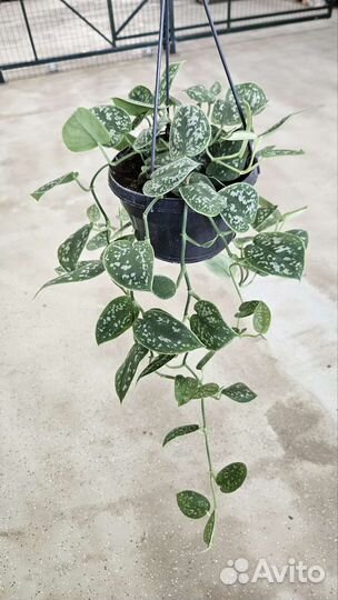 Сциндапсус Аргиреа подвесной