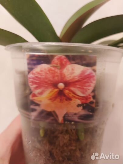 Орхидея фаленопсис биг лип