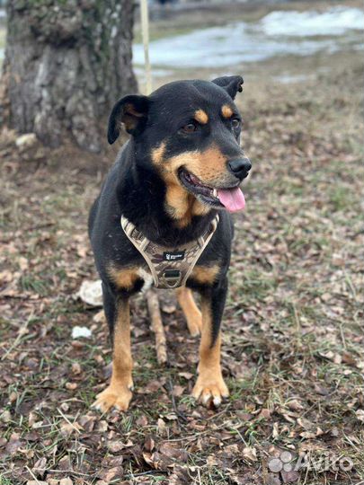 Обаятельный Брюс мечтает о семье и доме