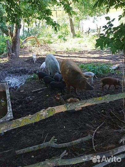 Венгерская мангалица