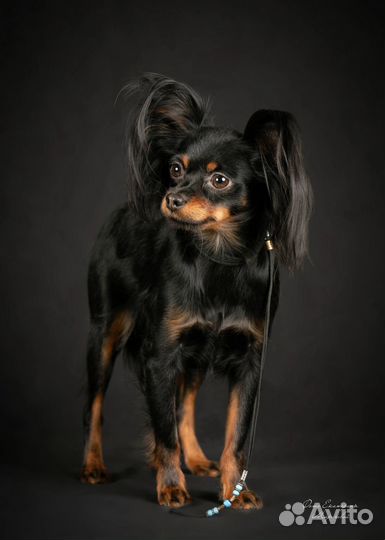 Щенки русского тоя