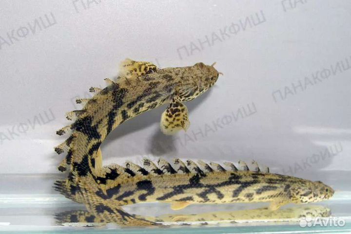 Полиптерусы (многопёры)