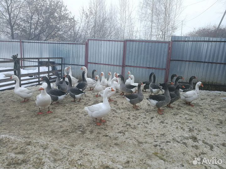 Гусята суточные. Гусиное яйцо. Гуси на племя
