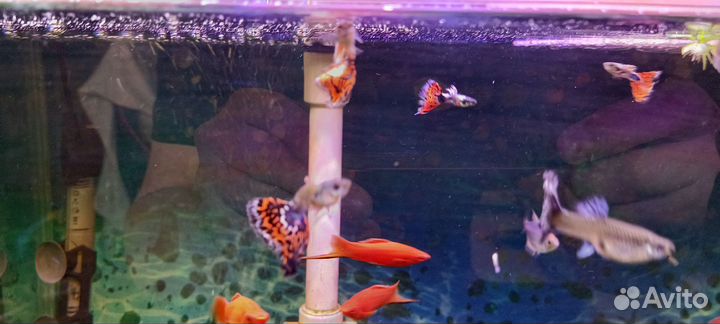 Аквариумные рыбки