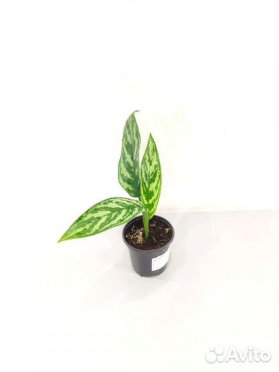 Калатея Джангл грин