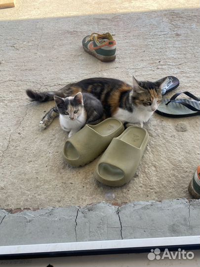 Котенок девочка в добрые руки бесплатно